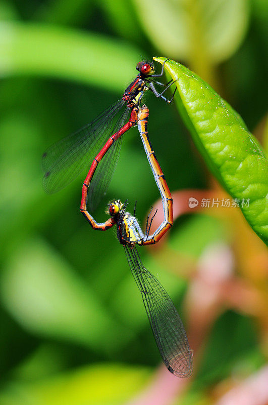 大红豆娘(Pyrrhosoma Nymphula)